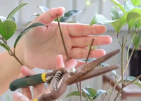 植物修剪|四季桂花怎么修剪发发发