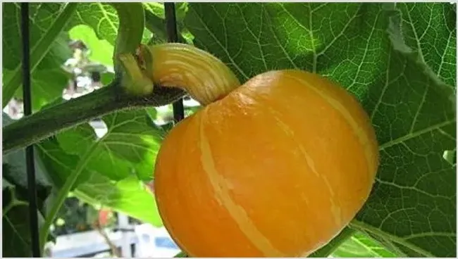 南瓜肥水管理技巧要点 | 种植技术