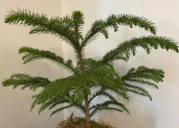 植物浇水|澳洲杉浇水要浇透吗 浇水的正确方法