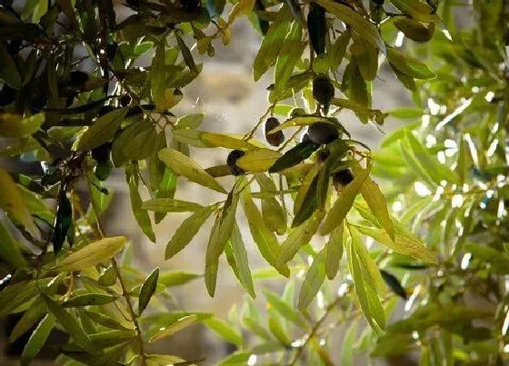 生长环境|橄榄树的生长环境及生长地方条件