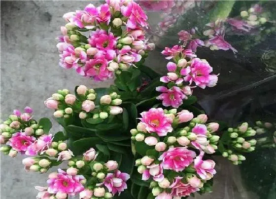 植物施肥|长寿花施什么肥粗壮叶子肥，长寿花小苗用什么肥长得快）