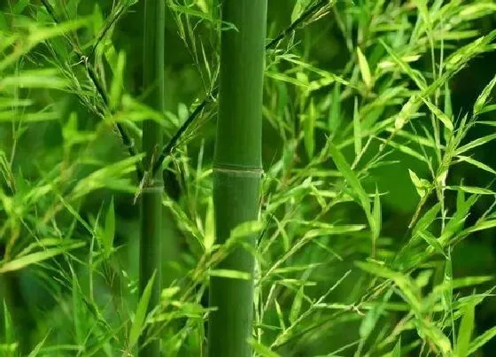 风水百科|竹子的风水作用 家里养竹子风水上有什么讲究