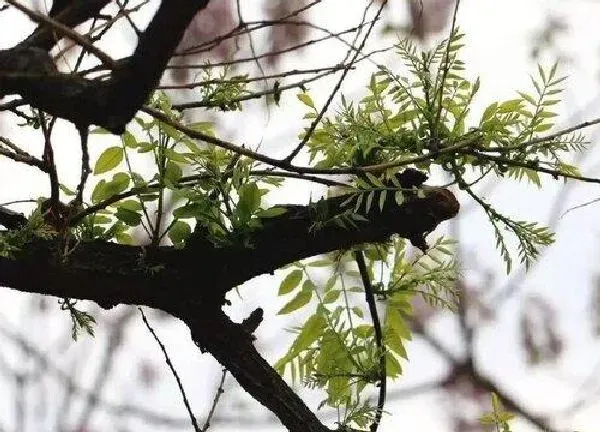 植物发芽|国槐什么时候发芽长叶