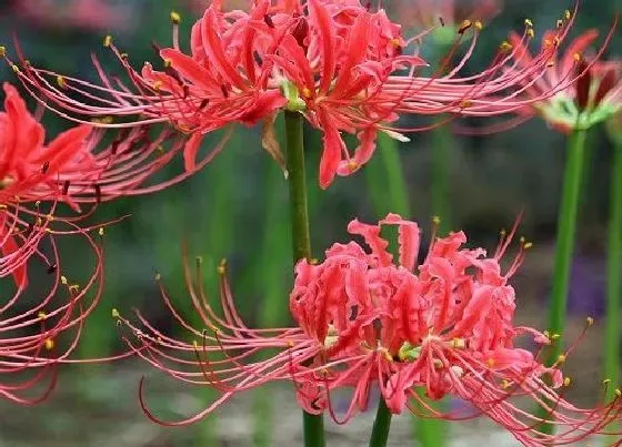 种植位置|彼岸花适合种在什么地方 生长在什么环境合适