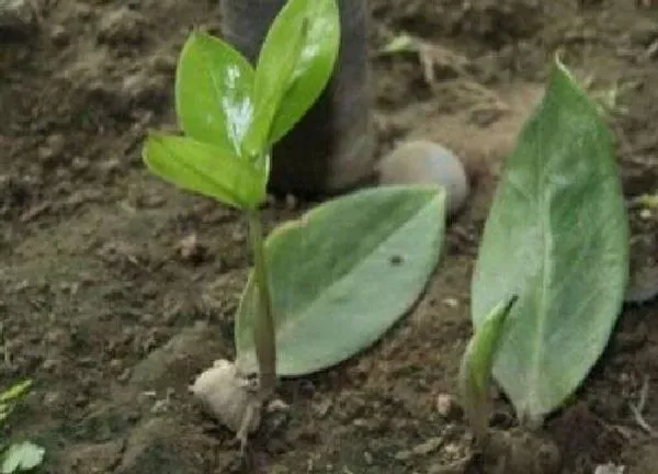 植物扦插|金钱木可以扦插吗