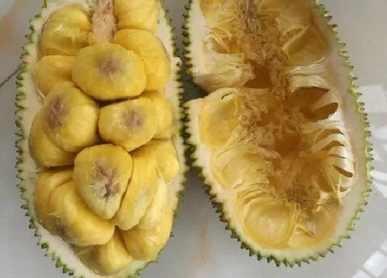 食用常识|榴莲含糖量高吗 糖尿病人和血糖偏高人能吃吗