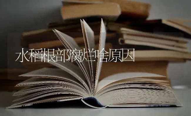 水稻根部腐烂啥原因 | 粮油作物种植