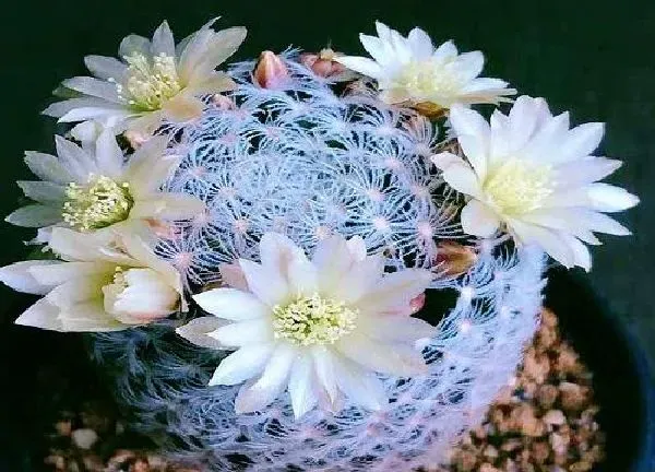 养殖科普|仙人球会开花吗