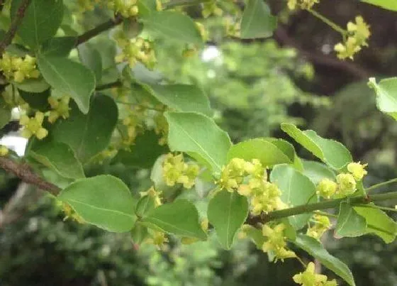植物百科|大叶黄杨开花吗 开花什么样子