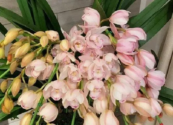 花语|蕙兰花语及代表意义