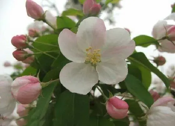 花期|苹果的花期是什么时候