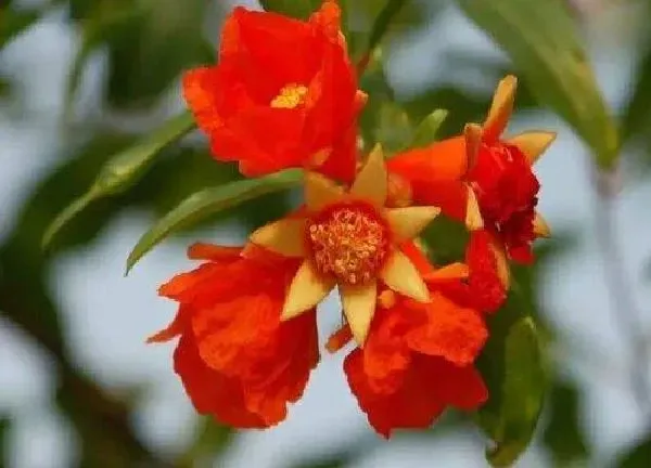 养殖方法|石榴花怎么养家庭养法