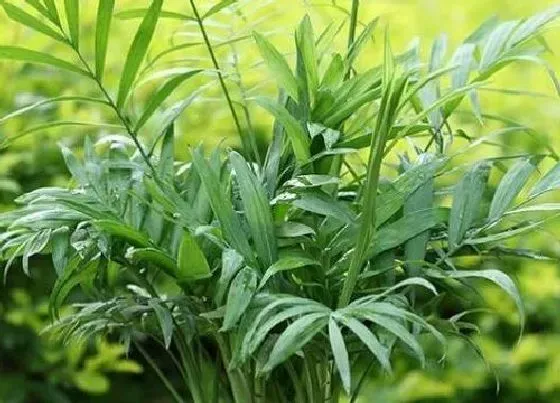植物百科|袖珍椰子可以淋雨吗