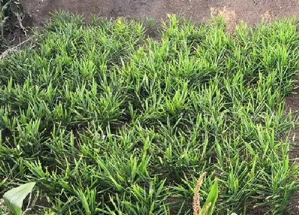 植物换土|种姜用什么土最好