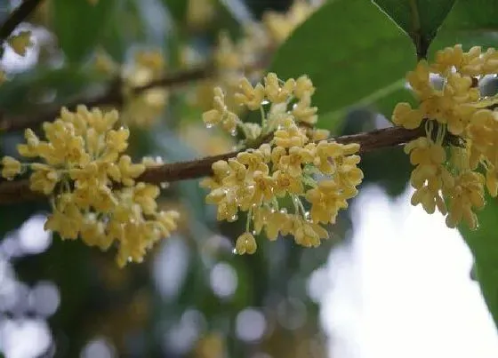 花朵|桂花有几个花瓣 花朵是什么形状