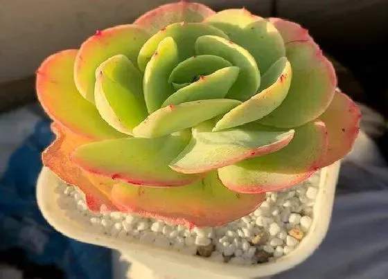植物施肥|多肉怎么施肥才能更旺盛，如何给多肉施肥料又肥又胖）