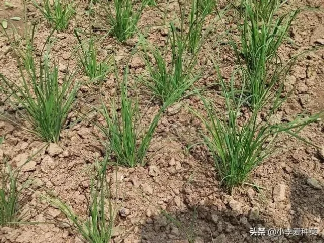 植物施肥|种韭菜用粪肥不长根怎么办，新栽的韭菜根生长缓慢不长）