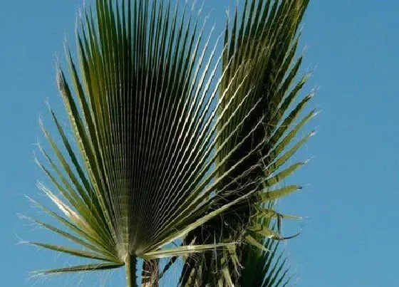 植物百科|龙棕是什么植物类别