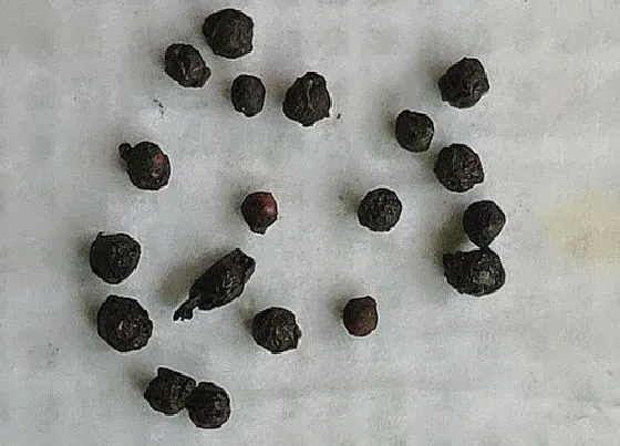 种子|木耳菜种子能吃吗