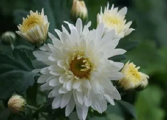 开花时间|夏菊一年开几次花 花期月份与时间