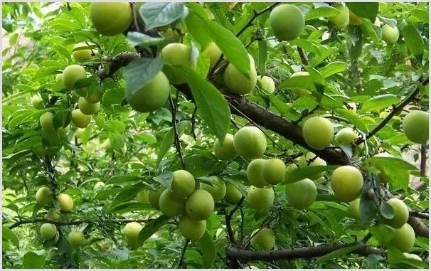 李子果实品质提升的3个小技巧 | 种植资料