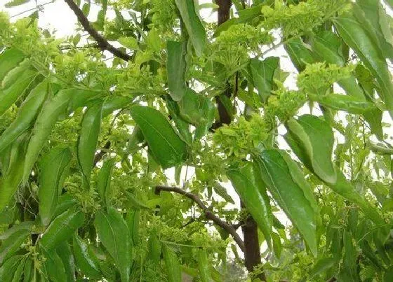 开花时间|枣树什么时候开花 几月份开花
