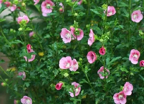 绿植|花槽适合种什么植物