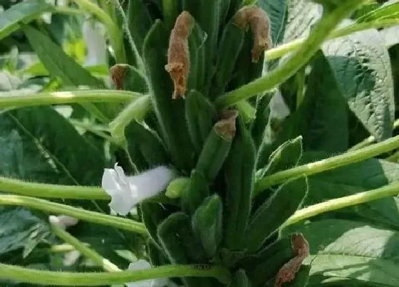 植物施肥|种芝麻用什么肥料好