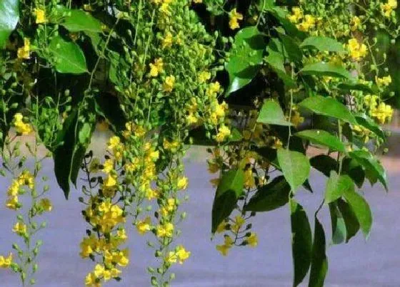 植物百科|小叶紫檀开花吗 几月开花有香味吗