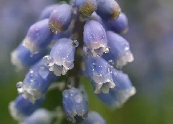 颜色花|风信子花是什么颜色的