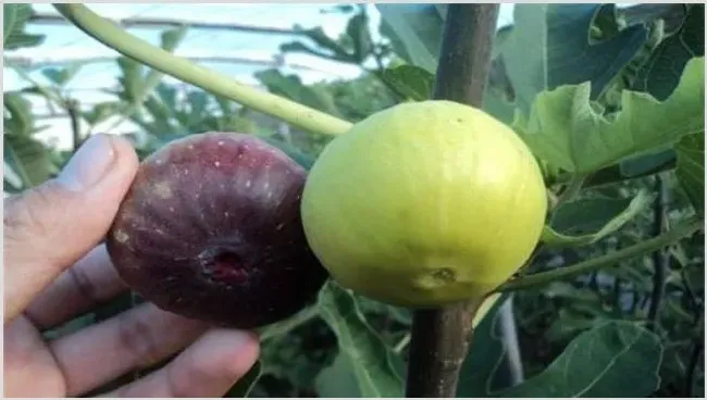 无花果落果严重怎么办 | 耕种资料