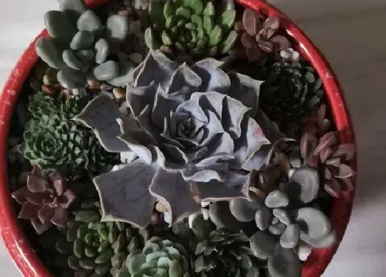 冬天植物|多肉冬天怕冷吗 多肉植物冬天怎么养护能过冬
