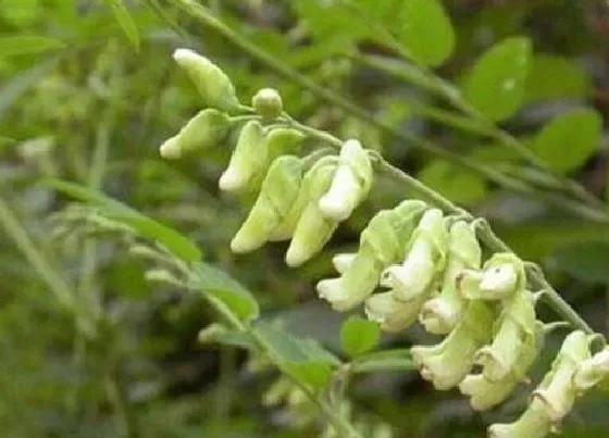 植物产地|苦参哪里产的最好