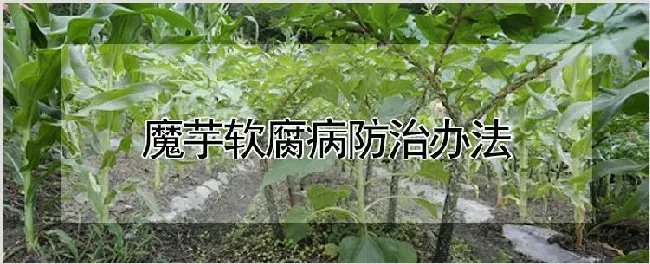 魔芋软腐病防治办法 | 自然知识