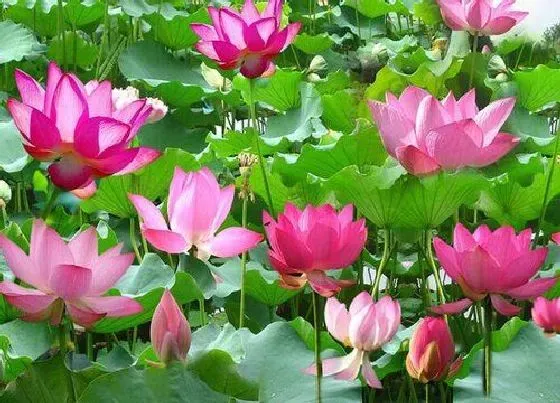 花语|睡莲开花有什么寓意 象征着什么寓意
