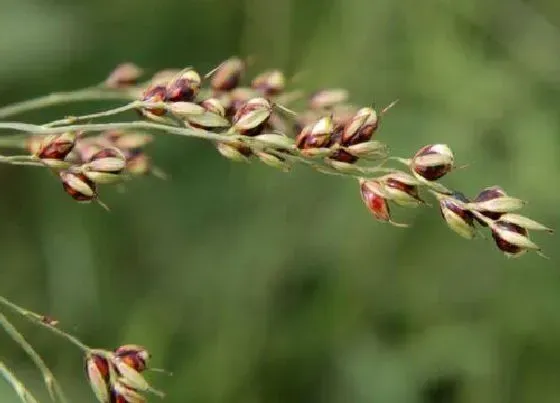 植物播种|高梁什么时候播种合适