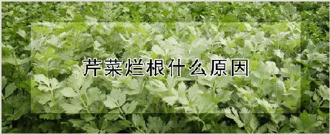 芹菜烂根什么原因 | 种植技术