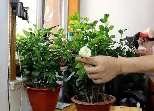 养殖科普|虎头茉莉几月份发芽（虎头茉莉什么时候出新芽开花）