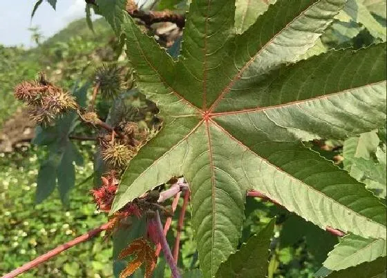 植物施肥|蓖麻子底肥施什么肥 底肥施用方法