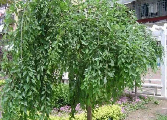 种植管理|榆木的生长周期是多长时间