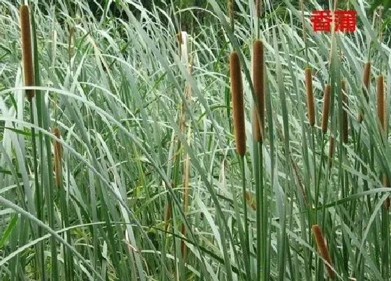 植物百科|香蒲是什么植物