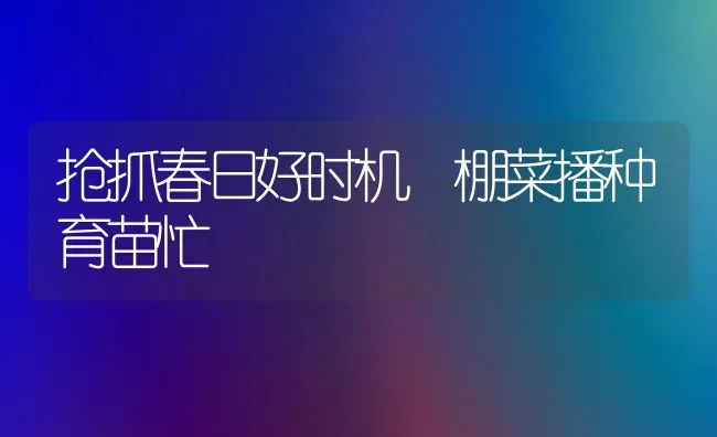 抢抓春日好时机 棚菜播种育苗忙 | 蔬菜种植
