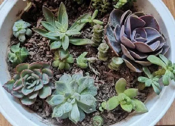 冬天植物|多肉冬天怕冷吗 多肉植物冬天怎么养护能过冬