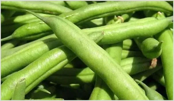 四季豆种植技术及施肥方法 | 农业科普