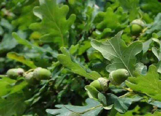 食用须知|夏栎果实能吃吗