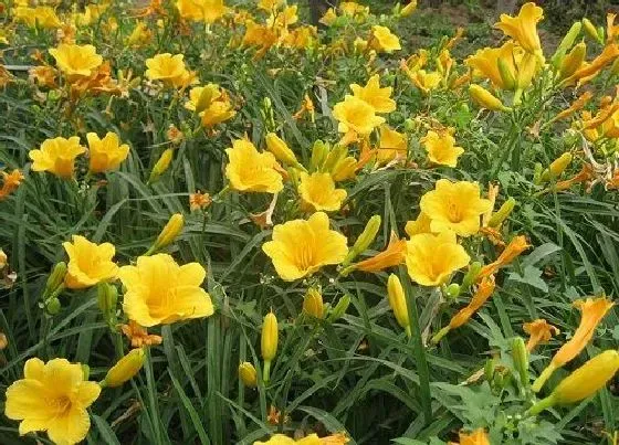 开花时间|萱草一年开几次花