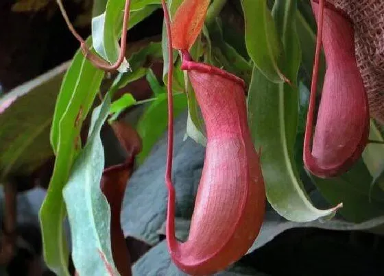 植物百科|猪笼草开花吗 开花是什么样的