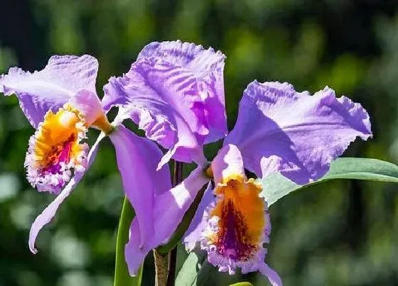 种植管理|鸢尾花什么季节种植好