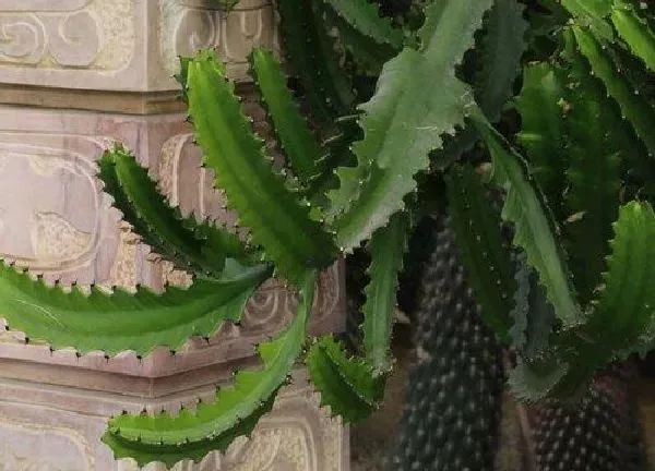 植物浇水|霸王鞭换盆后要浇水吗