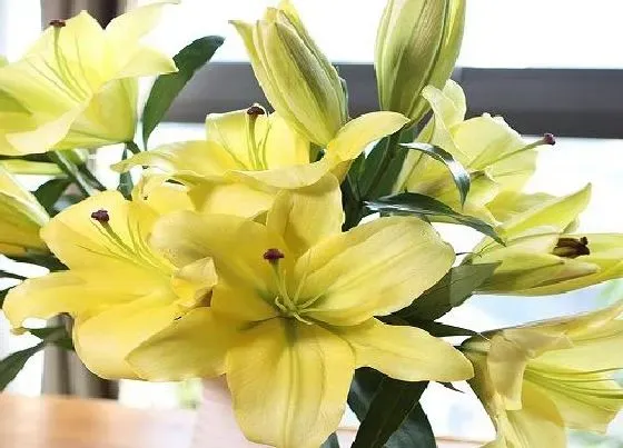 植物寓意|代表和平的植物有哪些